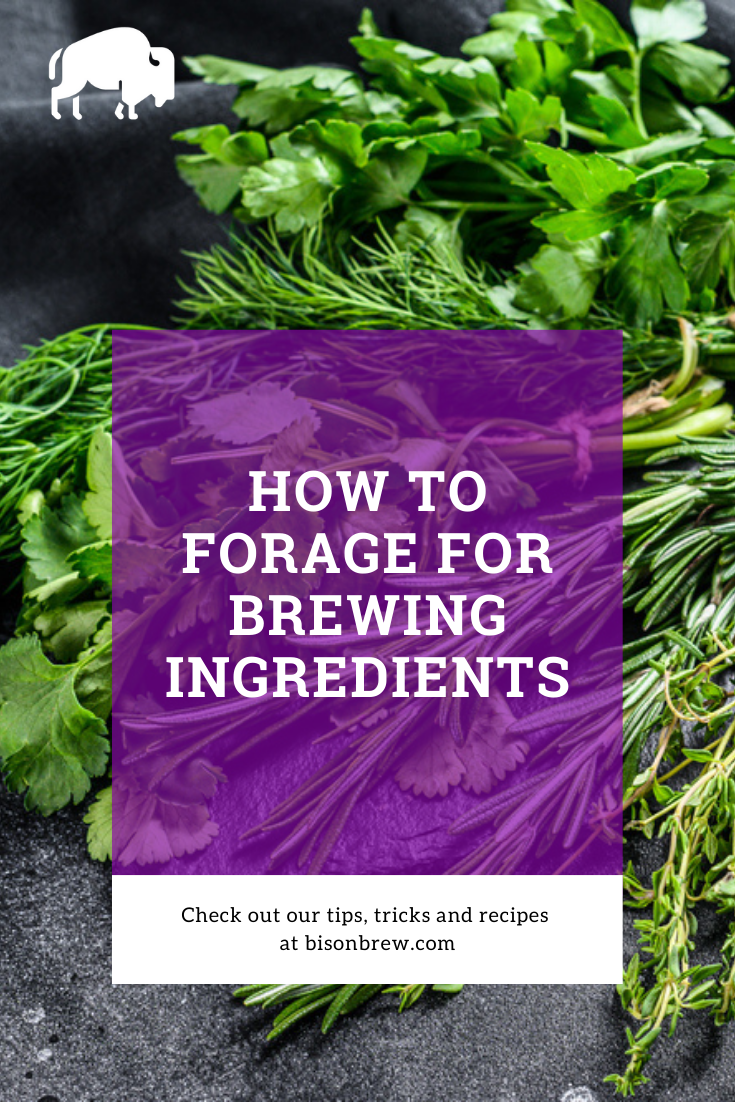 How To Forage For Brewing Ingredients
